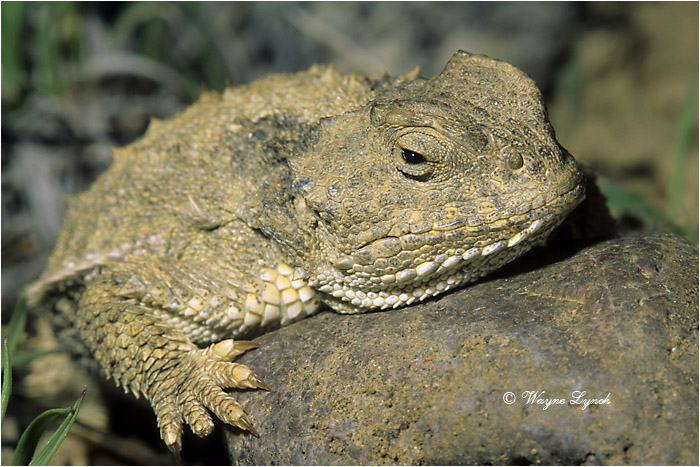 Greater Short-horned Lizard 105  by Dr. Wayne Lynch &copy;